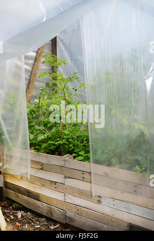 Garten Tomaten (Solanum Lycopersicum, Lycopersicon Esculentum), selbstgebaut Gewächshaus mit Tomatenpflanzen, Deutschland Stockfoto