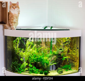 Hauskatze, Hauskatze (Felis Silvestris F. Catus), indoor Katze auf ein aquarium Stockfoto