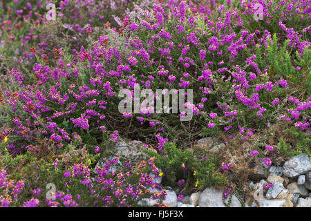 Bell Heather, Scotch-Heide (Erica Cinerea), blühen, Frankreich Stockfoto