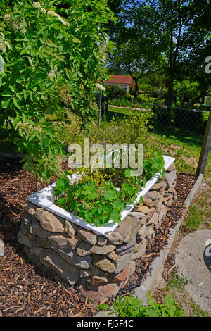 Indische Kresse, gemeinsame Kapuzinerkresse, Kapuzinerkresse (Tropaeolum Majus), Badewanne mit Trockenmauer als ein Hochbeet mit indische Kresse, Deutschland Stockfoto