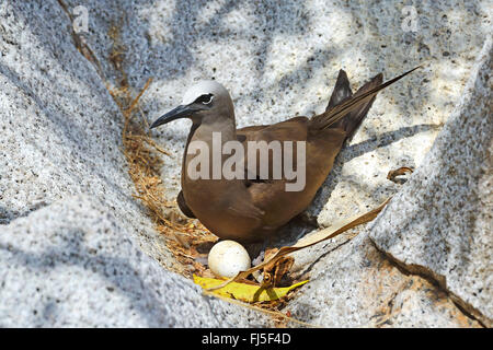 Gemeinsamen Noddy, Brown Noddy (Anous Stolidus), Zucht in eine Felsspalte, Seite Ansicht, Seychellen, Cousin Island Stockfoto