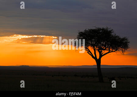 Akazie in die untergehende Sonne im Masai Mara, Kenia, Masai Mara National Park Stockfoto