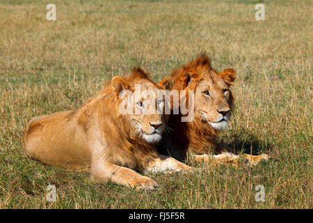 Löwe (Panthera Leo), zwei liegende Männchen in Savanne, Kenia, Masai Mara Nationalpark Stockfoto