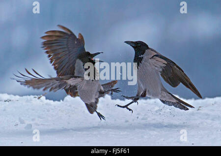 Mit Kapuze Krähe (Corvus Corone Cornix, Corvus Cornix), zwei Nebelkrähen kämpfen im Schnee, Dänemark Stockfoto