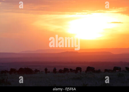 Östlichen weißen bärtigen Gnus (Connochaetes Taurinus Albojubatus), Herde von Gnus in der Savanne bei Sonnenuntergang, Kenia, Masai Mara Nationalpark Stockfoto