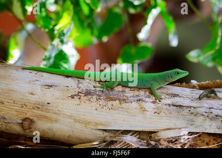 Seychellen Riesen Taggecko (Phelsuma Sundbergi Sundbergi), auf Rinde, Seitenansicht, Seychellen, Praslin Stockfoto