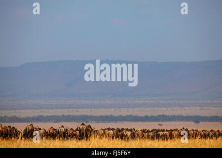 Östlichen weißen bärtigen Gnus (Connochaetes Taurinus Albojubatus), Herde in Savanne, Kenia, Masai Mara Nationalpark Stockfoto