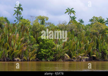 Nipa Palm (Nypa Frutians), Dichte und vielfältige Vegetation an den Ufern des Kinabatangan Fluss, Malaysia, Borneo, Sabah Stockfoto