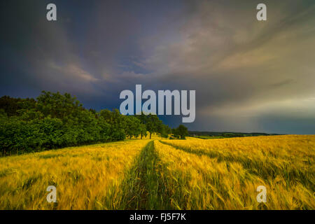 Gerste (Hordeum Vulgare), dunkle Wolken über einem Barleyfield, Deutschland, Sachsen, Jocketa Stockfoto