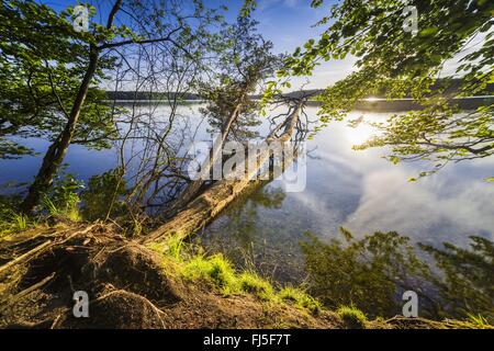 Tote Stämme in einem See, Neuglobsow, Stechlin, Brandenburg, Deutschland Stockfoto