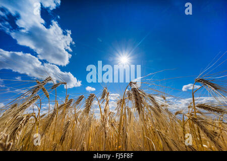 Gerste (Hordeum Vulgare), Gerstenfeld im Sommer, Deutschland, Sachsen Stockfoto