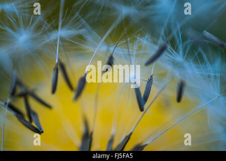 gemeinsamen Löwenzahn (Taraxacum Officinale), fliegende Früchte, Deutschland, Sachsen Stockfoto