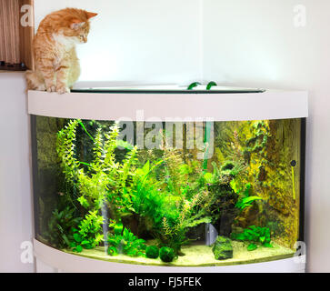 Hauskatze, Hauskatze (Felis Silvestris F. Catus), indoor Katze auf ein aquarium Stockfoto