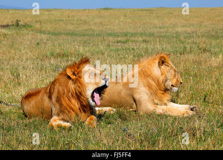 Löwe (Panthera Leo), zwei liegende Männchen in Savanne, Kenia, Masai Mara Nationalpark Stockfoto