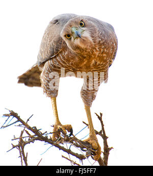 Somalische singen-Habicht, Eastern blass Chanten Habicht (Melierax Poliopterus), auf einem Ast, Blick in Richtung Kamera, Kenya, Samburu National Reserve Stockfoto