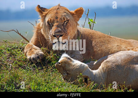 Löwe (Panthera Leo), zwei dösenden Löwen, Kenia, Masai Mara Nationalpark Stockfoto