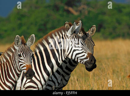 Böhm Zebra, Grant-Zebra (Equus Quagga Boehmi, Equus Quagga Granti), drei Zebras, Porträt, Kenia, Masai Mara Nationalpark Stockfoto