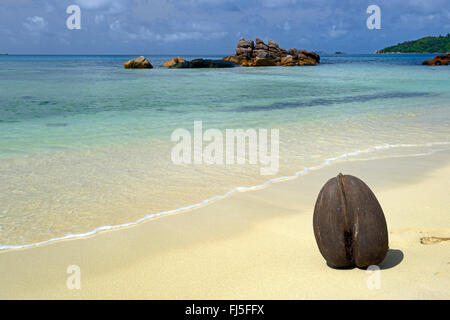 Coco de Mer, Double Coconut (Lodoicea Maldivica), Double Coconut am sandigen Strand von Anse Boudin, Seychellen Stockfoto