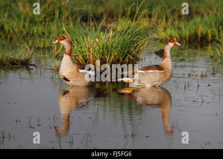 Nilgans (Alopochen Aegyptiacus), stehen zwei ägyptische Gänse im flachen Wasser, Kenia, Masai Mara Nationalpark Stockfoto