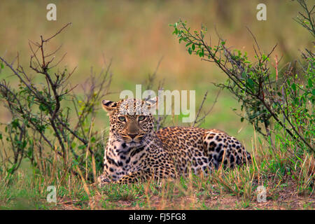 Leopard (Panthera Pardus), liegend im Dickicht, Kenia, Masai Mara Nationalpark Stockfoto