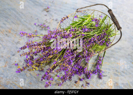 Lavendel (Lavandula Angustifolia), Korb mit getrocknetem Lavendel, Deutschland Stockfoto
