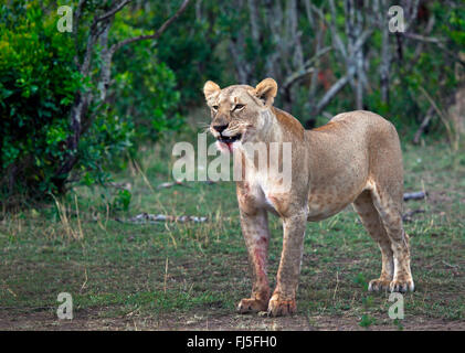 Löwe (Panthera Leo), Weibchen mit blutigen Mund, Kenia, Masai Mara Nationalpark Stockfoto