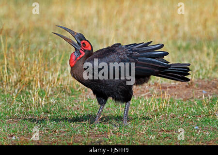 südliche Hornrabe, Hornrabe (Bucorvus Leadbeateri, Bucorvus Cafer), Zittern, Kenia, Masai Mara Nationalpark Stockfoto