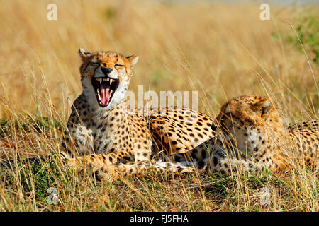 Gepard (Acinonyx Jubatus), zwei Geparden ruhen, einer von ihnen Gähnen, Kenia, Masai Mara Nationalpark Stockfoto