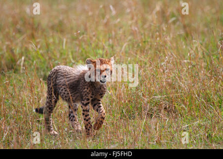 Gepard (Acinonyx Jubatus), Jungtier in Savanne, Kenia, Masai Mara Nationalpark Stockfoto