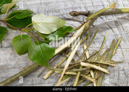 Balsam-Pappel, östlichen Balsam-Pappel, Tacamahac (Populus spec.), Rinde dient als Volksmedizin, Deutschland Stockfoto