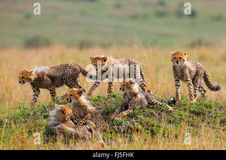 Gepard (Acinonyx Jubatus), sechs jungen, Kenia, Masai Mara Nationalpark Stockfoto