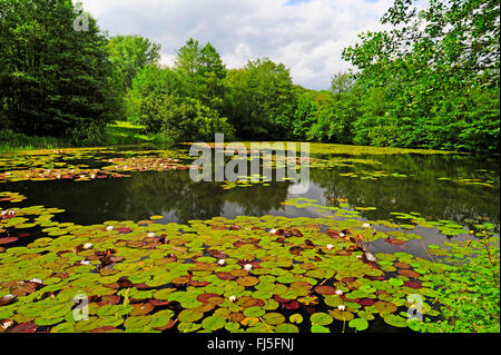 Weiße Seerose, weiße Lilie Teich (Nymphaea Alba), Teich mit weißen Seerosen, Deutschland, Hessen, Spessart, Steinau eine der Strasse Stockfoto