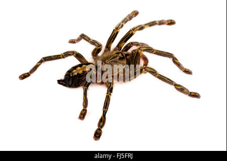 Redslate Zier Tarantel (Poecilotheria Rufilata), Ausschnitt, Indien Stockfoto