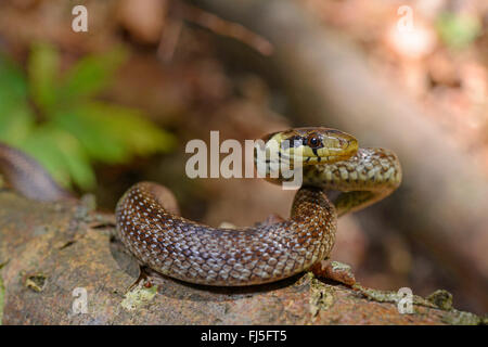 Aesculapian Schlange (bieten Longissima, Zamenis Longissimus), junge Aesculapian Schlange in Verteidigung Haltung, Deutschland, Bayern, Nationalpark Bayerischer Wald Stockfoto