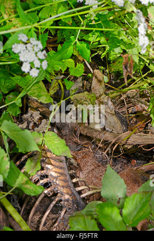 Mufflon (Ovis Musimon, Ovis Gmelini Musimon, Ovis Orientalis Musimon), Kadaver ein Mufflon, Deutschland, Bayern Stockfoto
