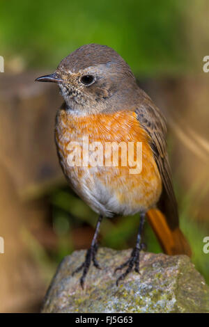 Gartenrotschwanz (Phoenicurus Phoenicurus), junger Mann, Deutschland, Mecklenburg-Vorpommern Stockfoto