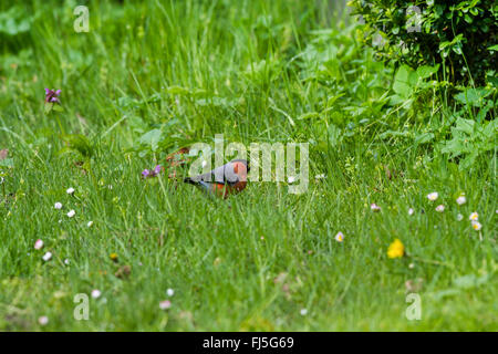 Gimpel, eurasische Gimpel, nördlichen Gimpel (Pyrrhula Pyrrhula), Männchen auf den Feed, Deutschland, Mecklenburg-Vorpommern Stockfoto