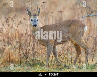 Reh (Capreolus Capreolus), buck im Winter, Deutschland, Brandenburg Stockfoto