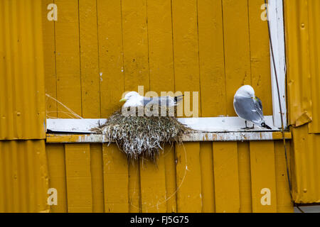 Schwarz-legged Kittiwake (Rissa Tridactyla, Larus Tridactyla), Zucht auf ein Fenster Fensterbank, Norwegen, Lofoten, Nusfjord Stockfoto