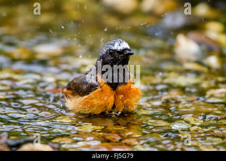 Gartenrotschwanz (Phoenicurus Phoenicurus), männliche Bäder, Deutschland, Mecklenburg-Vorpommern Stockfoto