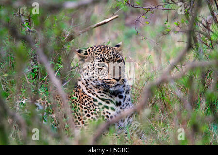 Leopard (Panthera Pardus), liegend im Dickicht, Kenia, Masai Mara Nationalpark Stockfoto