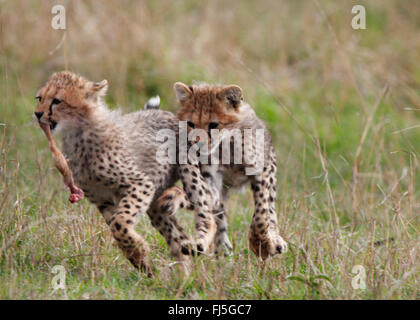 Gepard (Acinonyx Jubatus), zwei jungen Geparden, Kenia, Masai Mara Nationalpark Stockfoto