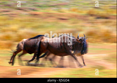 Östlichen weißen bärtigen Gnus (Connochaetes Taurinus Albojubatus), läuft der Herde, Kenia, Masai Mara Nationalpark Stockfoto