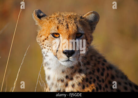 Gepard (Acinonyx Jubatus), Porträt, Kenia, Masai Mara Nationalpark Stockfoto