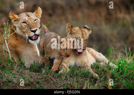 Löwe (Panthera Leo), Löwin mit Jugendkriminalität und Cub, Kenia, Masai Mara Nationalpark Stockfoto