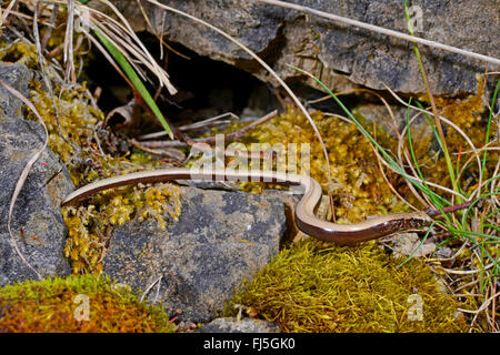 Europäische Blindschleiche Blindworm, Blindschleiche (geschiedenen Fragilis), juvenile Blindschleiche auf bemoosten Steinen, Deutschland, Baden-Württemberg, Schwarzwald Stockfoto