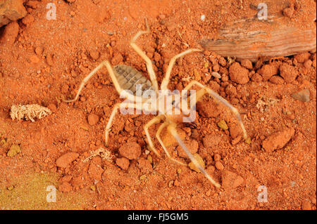 Ägyptischen Riesen Solifugid, Sonne Spinnen, falsche Spinnen, Windscorpions, Walzenspinnenfauna, Solpugids, Camel Spider (Galeodes Granti, Solifugae, Solpugida), im Terrarium, Ägypten Stockfoto