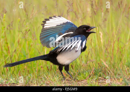 Schwarz-billed Elster (Pica Pica), stehend auf dem hohen Rasen in bedrohlichen Haltung, Seite Ansicht, Deutschland, Brandenburg Stockfoto