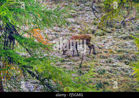 Rothirsch (Cervus Elaphus), auf das Futter auf einer verschneiten Waldlichtung, Schweiz, Graubünden, schweizerischen Nationalpark Stockfoto