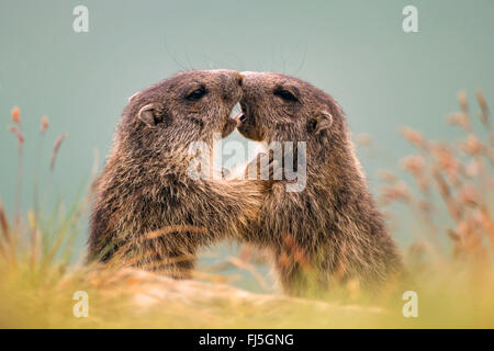 Alpen-Murmeltier (Marmota Marmota), zwei Jungtiere toben, Großglockner, Nationalpark Hohe Tauern, Kärnten, Österreich Stockfoto